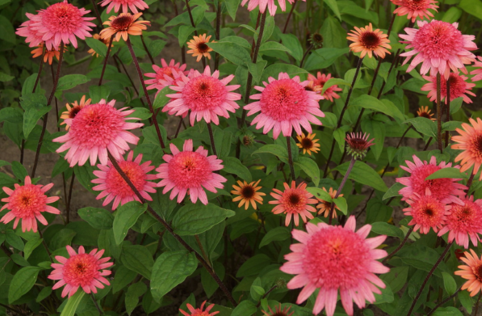 Ехінацея Raspberry Truffle